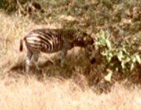 [Een zebra]